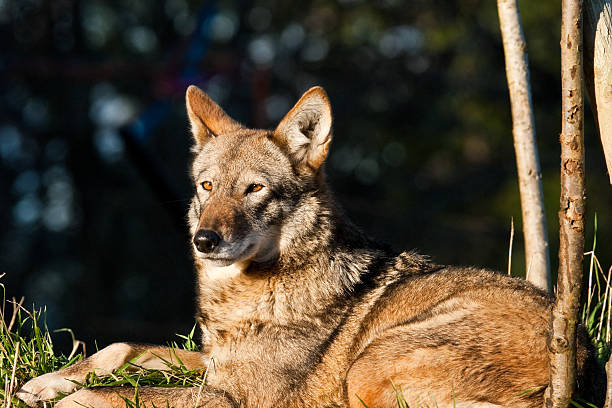 Female Red Wolf Resting stock photo