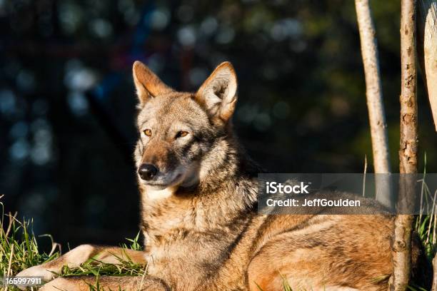 Female Red Wolf Resting Stock Photo - Download Image Now - Red Wolf, Animal Wildlife, Endangered Species