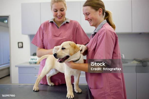 두 여성 담당할 준비 경견 백신 접종에 강아지-어린 동물에 대한 스톡 사진 및 기타 이미지 - 강아지-어린 동물, 수의사, 백신접종