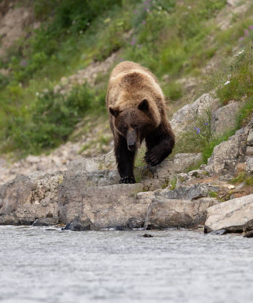 istock Brown Bear in Alaska 1659993415