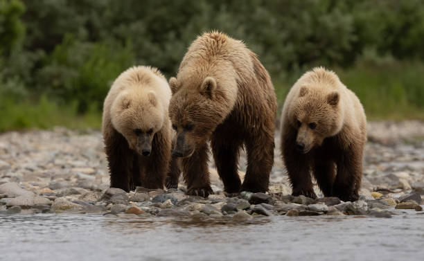 istock Brown Bear in Alaska 1659993439