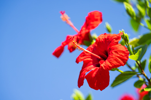 Celebrate nature's artistry with a closeup view of a Chinese Hibiscus flower against the vivid canvas of a clear blue sky, a testament to the beauty that thrives beneath the open heavens.