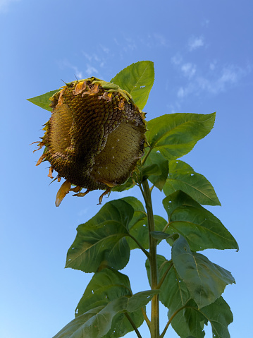Sunflower with seeds for birds