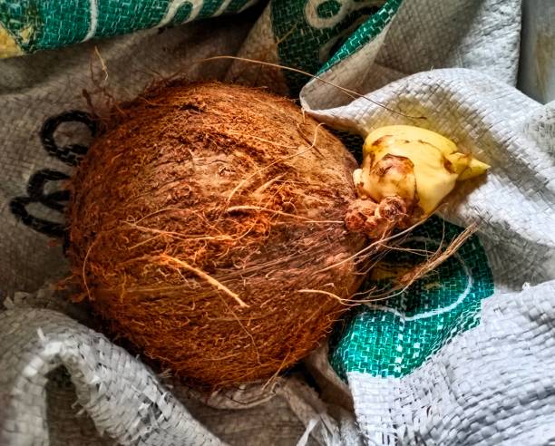 istock Coconut looks like a chicken 1660043927
