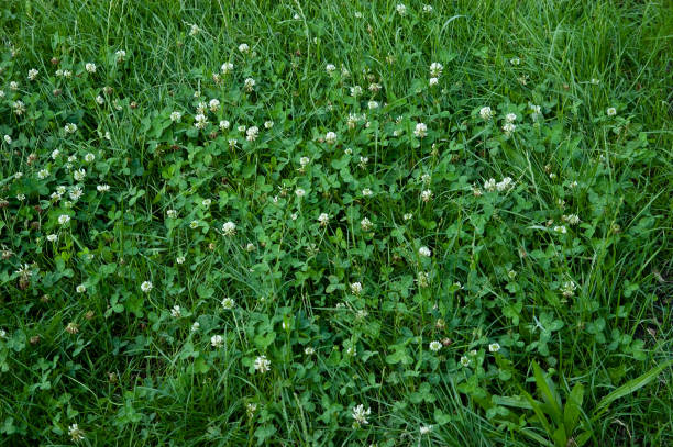 istock summer background: white clover flowers among lush green grass 1660046641