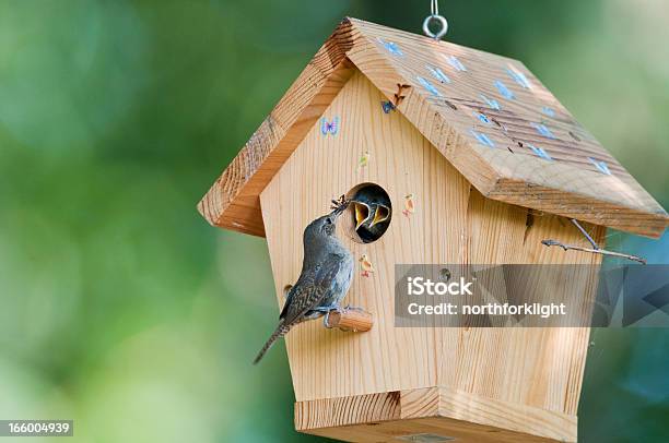 House Wren Feeds Käfer Für Babys In Vogelhäuschen Stockfoto und mehr Bilder von Vogelhäuschen - Vogelhäuschen, Vogel, Hausgarten