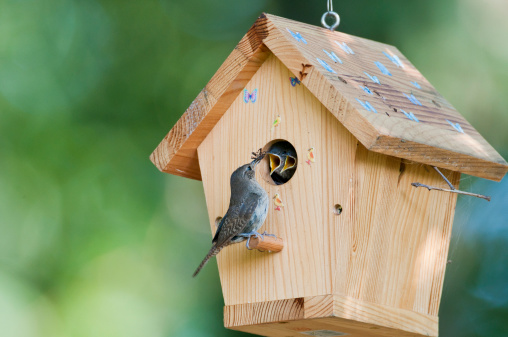 House wren feeds bug to babies in birdhouse