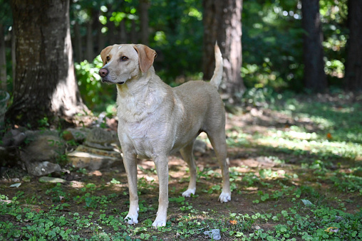 Beautiful yellow Labrador dog standing in nature