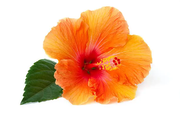 Hibiscus flower laying down on a white background.