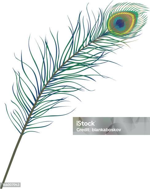 Peacock Feather Stock Illustration - Download Image Now - Peacock Feather, Peacock, Vector