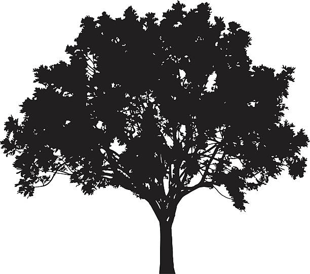 дерево силуэт, векторная - maple tree tree silhouette vector stock illustrations