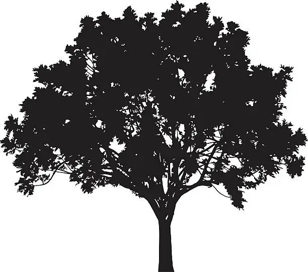 Vector illustration of Tree silhouette, Vector