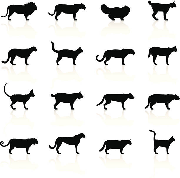 kuvapankkikuvitukset aiheesta mustat symbolit - kissat - siamese cat