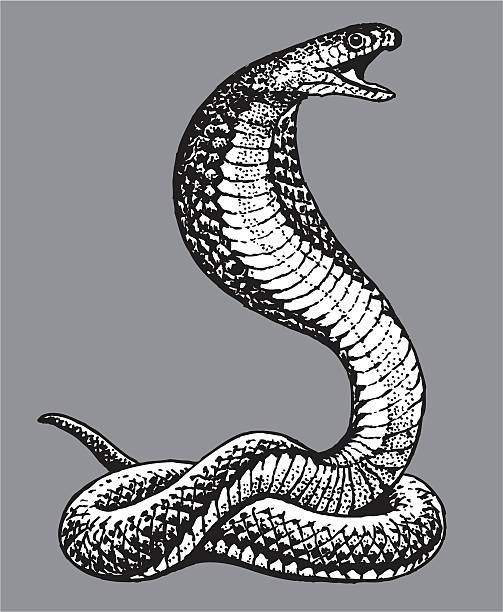 illustrazioni stock, clip art, cartoni animati e icone di tendenza di serpente cobra - cobra