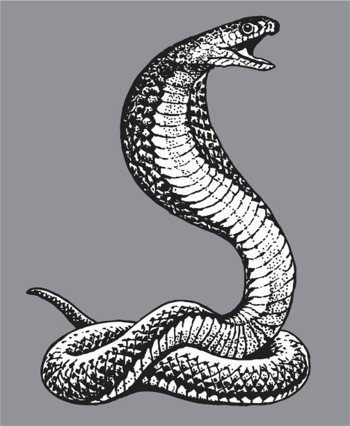 кобра snake - cobra stock illustrations