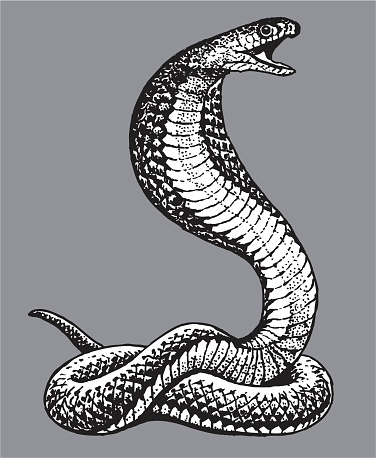 Pen and ink illustration of a Cobra Snake. Check out my 