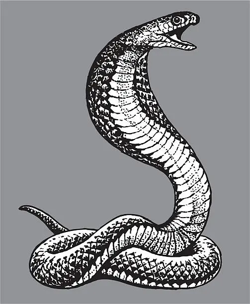 Vector illustration of Cobra Snake
