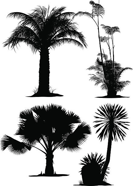 Palm Tree Silhouettes Palm Tree & Plants Silhouettes, Hand draw in detail. palmetto tree stock illustrations