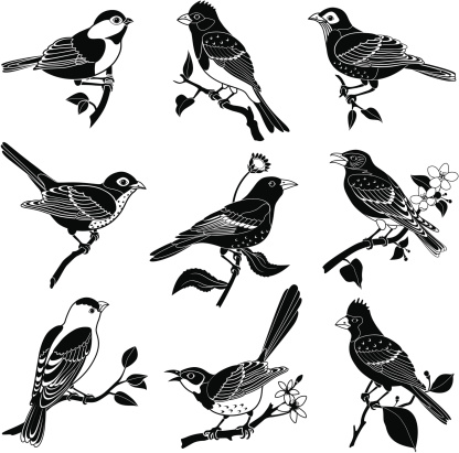 Vector illustrations of various North American birds featuring a chickadee, purple finch, robin, hermit thrush, Baltimore oriole, bluebird, goldfinch, mockingbird, cardinal