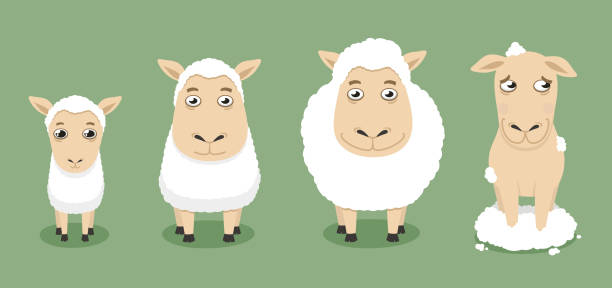 ilustraciones, imágenes clip art, dibujos animados e iconos de stock de ovejas por tiempo - sheeps through time