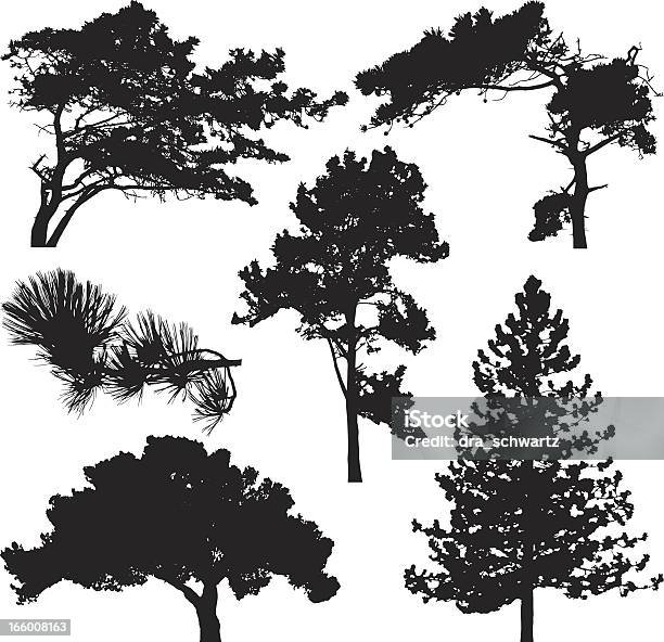 Sylwetka Drzewa Iglaste - Stockowe grafiki wektorowe i więcej obrazów Bez ludzi - Bez ludzi, Botanika, Drzewo