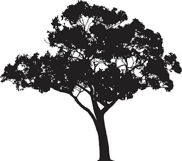 ilustraciones, imágenes clip art, dibujos animados e iconos de stock de árbol de eucalipto silueta, vector - eucalyptus tree