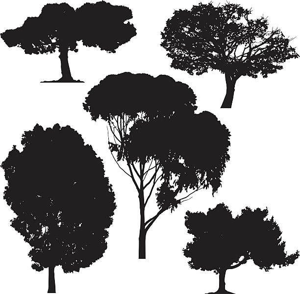 ilustrações, clipart, desenhos animados e ícones de árvores, vetor - poplar tree forest oak tree autumn
