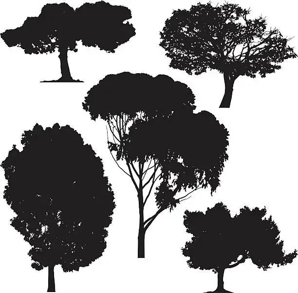 Vector illustration of Trees, vector