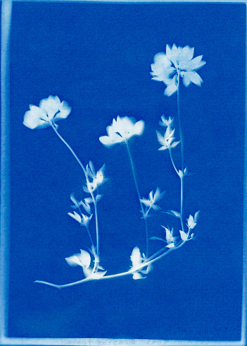 Cyanotype print of bird's foot trefoil, Lotus corniculatus.