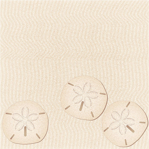 sand dollar background "three sand dollars on a sandy beach, copy space" sand dollar stock illustrations