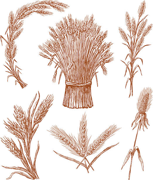 зерна уши - corn corn crop corn on the cob isolated stock illustrations