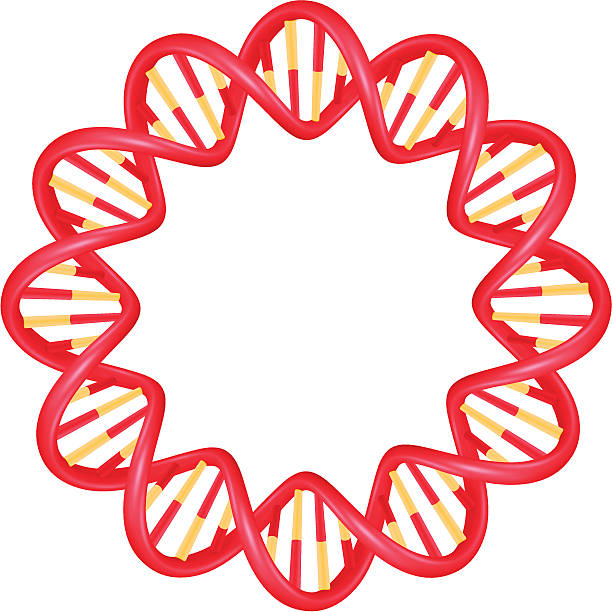 ilustrações, clipart, desenhos animados e ícones de red dna hélice - dna helix spiral color image