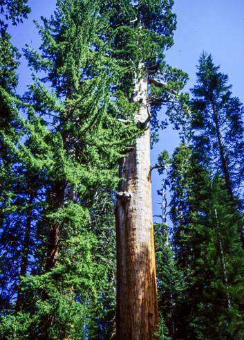 Sequoia National Park was established in 1890 to protect groves of big trees, or giant sequoias (Sequoiadendron giganteum), which are among the world's largest and oldest living things.