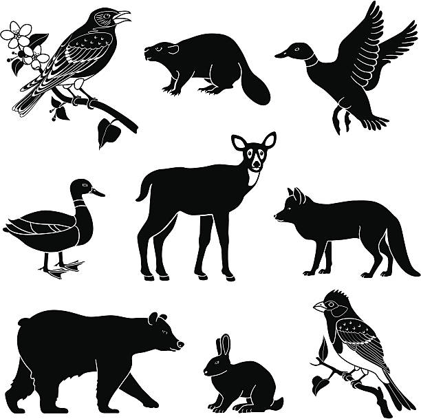 woodland animals Vector illustrations of various North American animals found in the woods. bear clipart stock illustrations