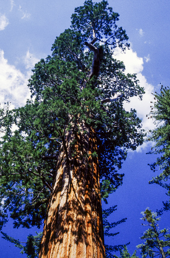Sequoia National Park was established in 1890 to protect groves of big trees, or giant sequoias (Sequoiadendron giganteum), which are among the world's largest and oldest living things.