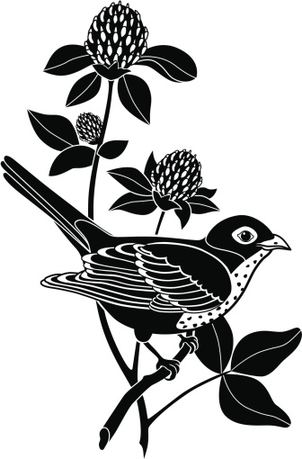 A vector illustration of a hermit thrush and red clover. The hermit thrush is the state bird of vermont, USA and red clover is the state flower.