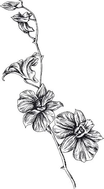 Vector illustration of Drawing of orchid