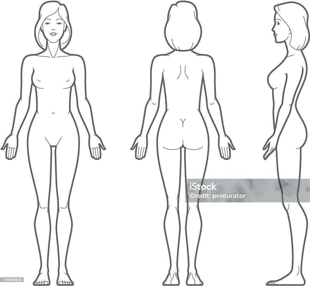 Female body Vector illustration of female body. The Human Body stock vector