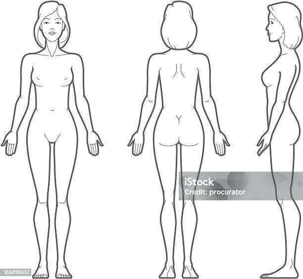 Female Body Stock Illustration - Download Image Now - The Human Body, Female Likeness, Anatomy