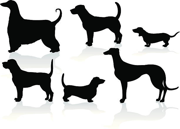 ilustraciones, imágenes clip art, dibujos animados e iconos de stock de hound dogs- perro tejonero, sangre, greyhound, basset, afgano, beagle - dachshund