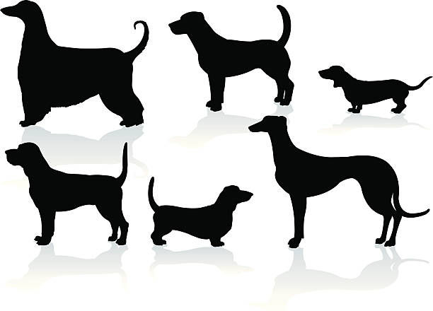 Hound Dogs- Dachshund, Blood, Greyhound, Basset, Afghan, Beagle Hound dogs. Silhouette style illustrations of mans best friend, a Dachshund, Blood Hound, Greyhound, Basset Hound, Afghan, Beagle hound dog. Check out my "Animals - Silos & B&W" light box for more. dachshund stock illustrations