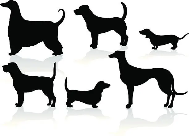 Vector illustration of Hound Dogs- Dachshund, Blood, Greyhound, Basset, Afghan, Beagle