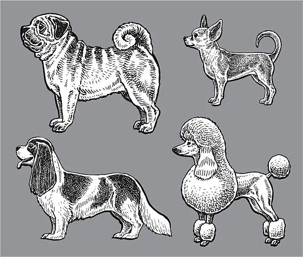 Vector illustration of Dogs - Poodle, Pug, Chihuahua, King Charles Spaniel
