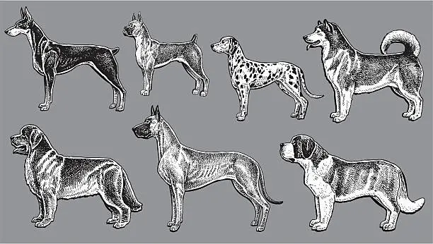 Vector illustration of Work Dogs - Dalmatian, Doberman, Saint Bernard, Boxer, Great Dane
