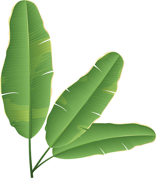 banana leaf - banana leaf stock illustrations