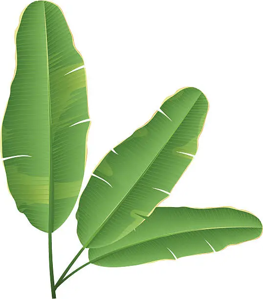 Vector illustration of Banana Leaf