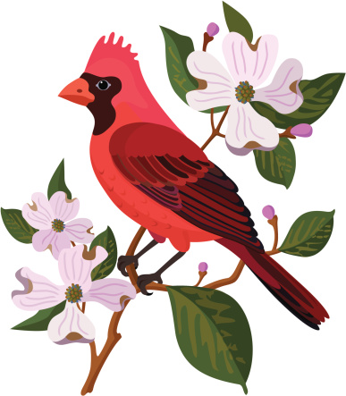 A vector illustration of a cardinal and dogwood. The cardinal is the state bird of Virginia, USA and the dogwood is the state flower.