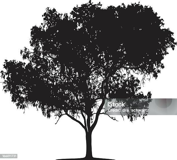 Eucalyptus Tree Silhouette Vector Stock Illustration - Download Image Now - Eucalyptus Tree, Tree, Leaf