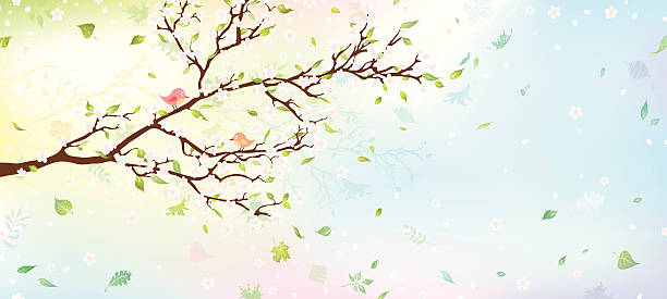 Spring tree Spring background with blank space for your text on the right. For background was used gradient mesh. EPS 8. fruit tree flower sakura spring stock illustrations