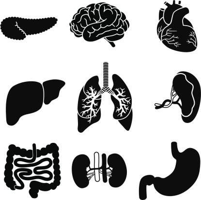 Vector icons of human organs: pancreas, brain, heart, liver, lungs, spleen, intestines, kidneys,and stomach.